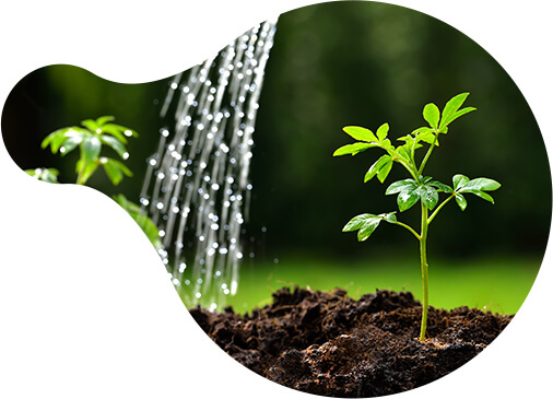 Planta Imagen